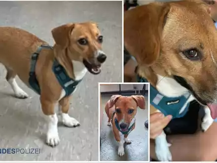 Bundespolizeidirektion München: Fundhund Nala wartet im Tierheim / Vierbeiner allein im Hauptbahnhof unterwegs - Foto: presseportal.de