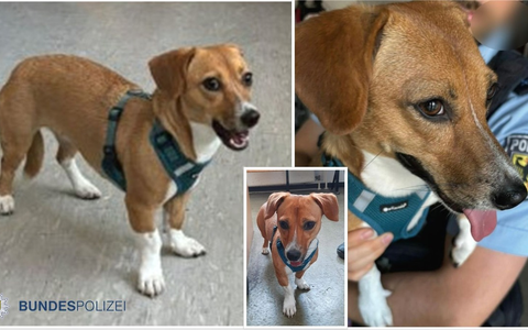 Bundespolizeidirektion München: Fundhund Nala wartet im Tierheim / Vierbeiner allein im Hauptbahnhof unterwegs - Foto: presseportal.de