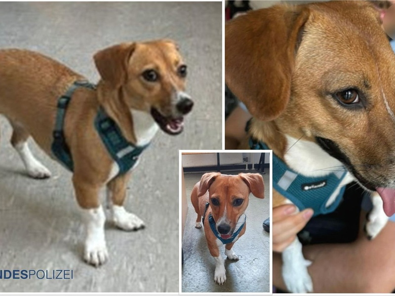 Bundespolizeidirektion München: Fundhund Nala wartet im Tierheim / Vierbeiner allein im Hauptbahnhof unterwegs - Foto: presseportal.de