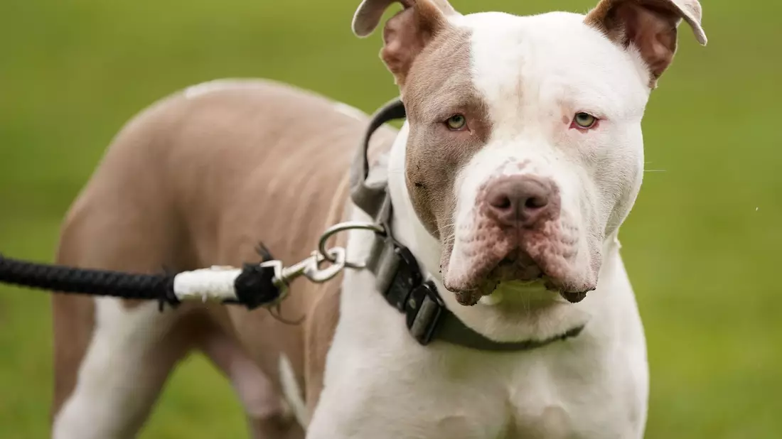 Die Haltung von XL-Bully-Hunden ist seit Februar nur noch in Ausnahmen erlaubt. (Archivbild) - Bild: Jacob King/Press Association/dpa