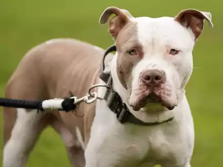 Die Haltung von XL-Bully-Hunden ist seit Februar nur noch in Ausnahmen erlaubt. (Archivbild) - Foto: Jacob King/Press Association/dpa
