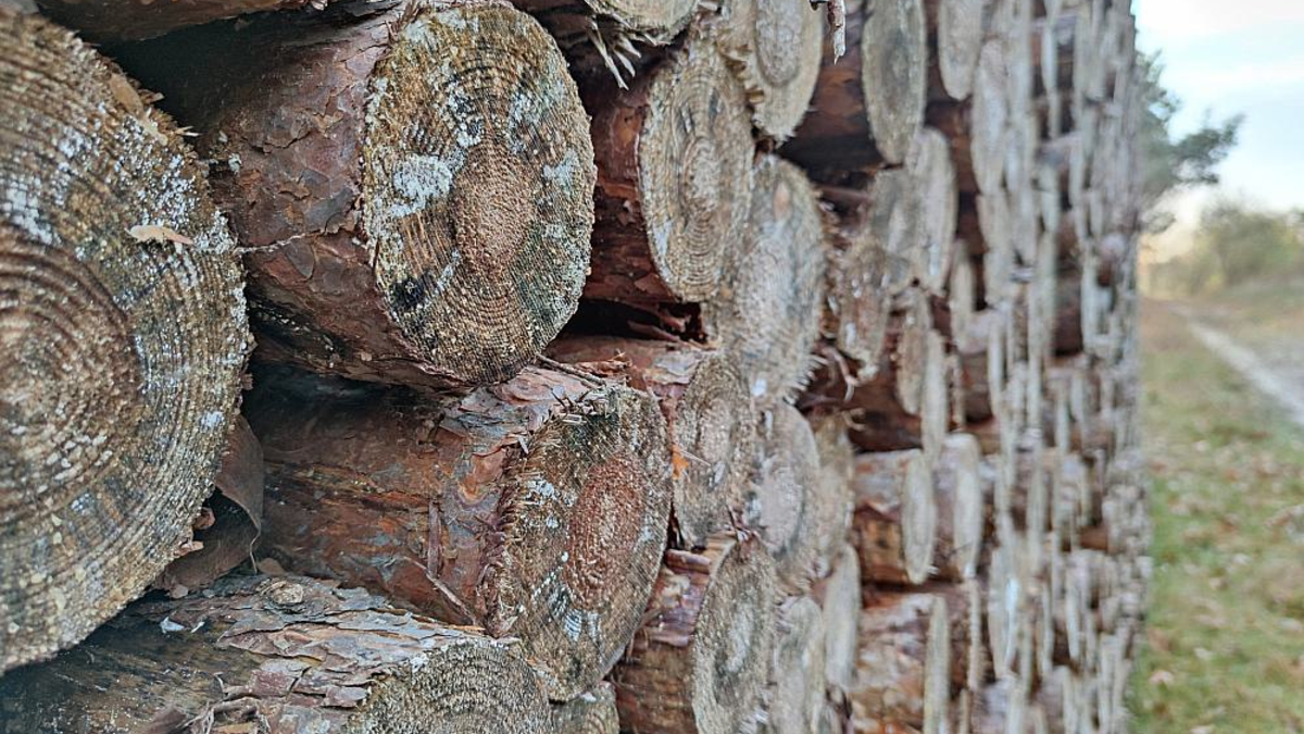 Holzstämme (Archiv) - Foto: über dts Nachrichtenagentur