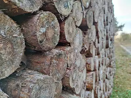 Holzstämme (Archiv) - Foto: über dts Nachrichtenagentur