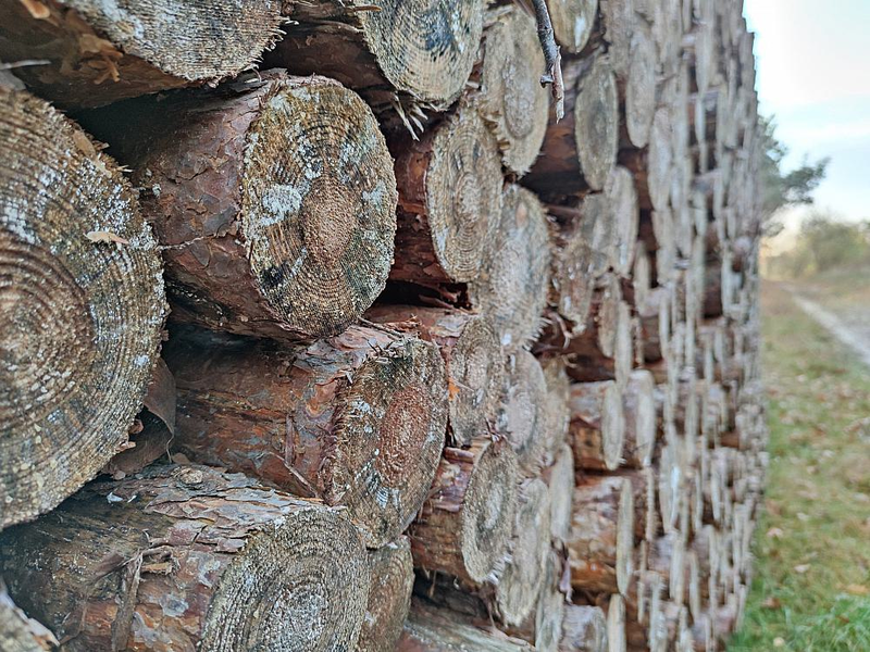 Holzstämme (Archiv) - Foto: über dts Nachrichtenagentur