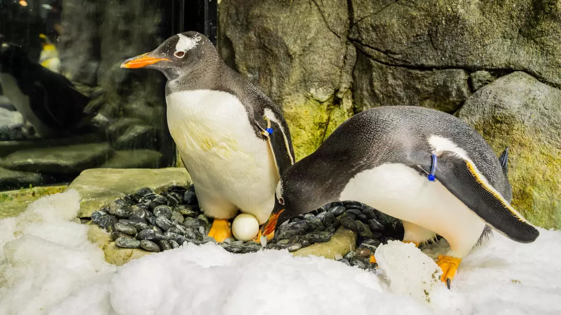 Sphen und sein Partner Magic haben zwei Küken adoptiert und aufgezogen. - Bild: SEA LIFE SYDNEY AQUARIUM/AAP/dpa