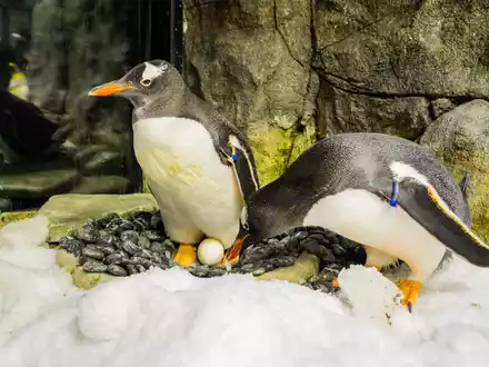Sphen und sein Partner Magic haben zwei Küken adoptiert und aufgezogen. - Foto: SEA LIFE SYDNEY AQUARIUM/AAP/dpa