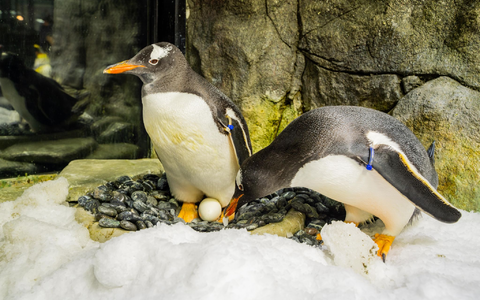 Sphen und sein Partner Magic haben zwei Küken adoptiert und aufgezogen. - Foto: SEA LIFE SYDNEY AQUARIUM/AAP/dpa