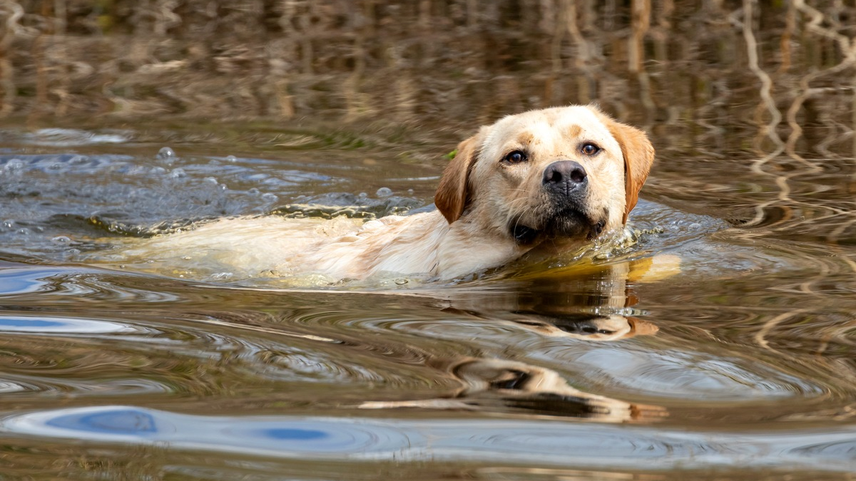 Tierarzneimittel in der Umwelt: Wie können Tierhalter aktiv beitragen, um Einträge zu vermeiden? - Foto: presseportal.de