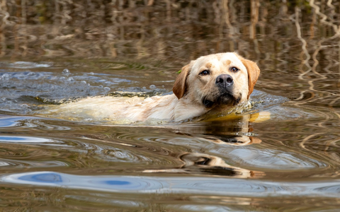 Tierarzneimittel in der Umwelt: Wie können Tierhalter aktiv beitragen, um Einträge zu vermeiden? - Foto: presseportal.de Tierarzneimittel in der Umwelt: Wie können Tierhalter aktiv beitragen, um Einträge zu vermeiden? - Foto: presseportal.de