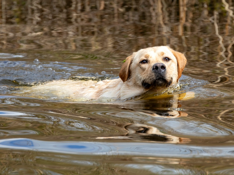 Tierarzneimittel in der Umwelt: Wie können Tierhalter aktiv beitragen, um Einträge zu vermeiden? - Foto: presseportal.de