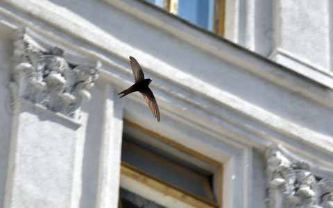 Mauersegler kommen jedes Jahr nur für wenige Monate nach Hessen - sie überwintern südlich der Sahara. (Archivbild) - Foto: -/ukrin/dpa