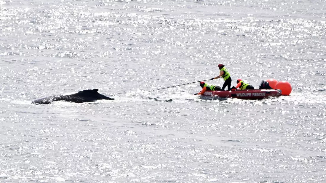 Die Rettungskräfte in Aktion: Im Hafen von Sydney konnte ein in Seilen und Bojen verhedderter Buckelwal befreit werden. - Bild: Dan Himbrechts/AAP Image/AP