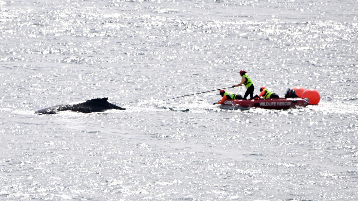 Die Rettungskräfte in Aktion: Im Hafen von Sydney konnte ein in Seilen und Bojen verhedderter Buckelwal befreit werden. - Foto: Dan Himbrechts/AAP Image/AP