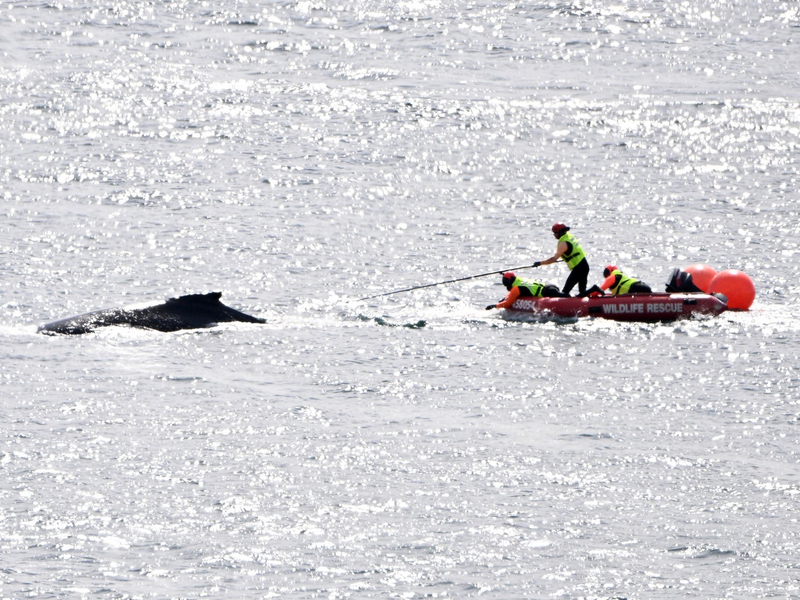 Die Rettungskräfte in Aktion: Im Hafen von Sydney konnte ein in Seilen und Bojen verhedderter Buckelwal befreit werden. - Foto: Dan Himbrechts/AAP Image/AP