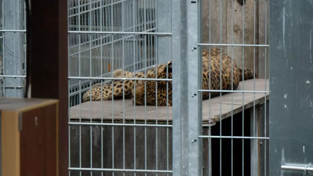 Leopard in einem Gehege: In der Slowakei werden Raubkatzen auch in kleinen Privatzoos gehalten. (Symbolbild) - Bild: Sebastian Willnow/dpa-Zentralbild/dpa