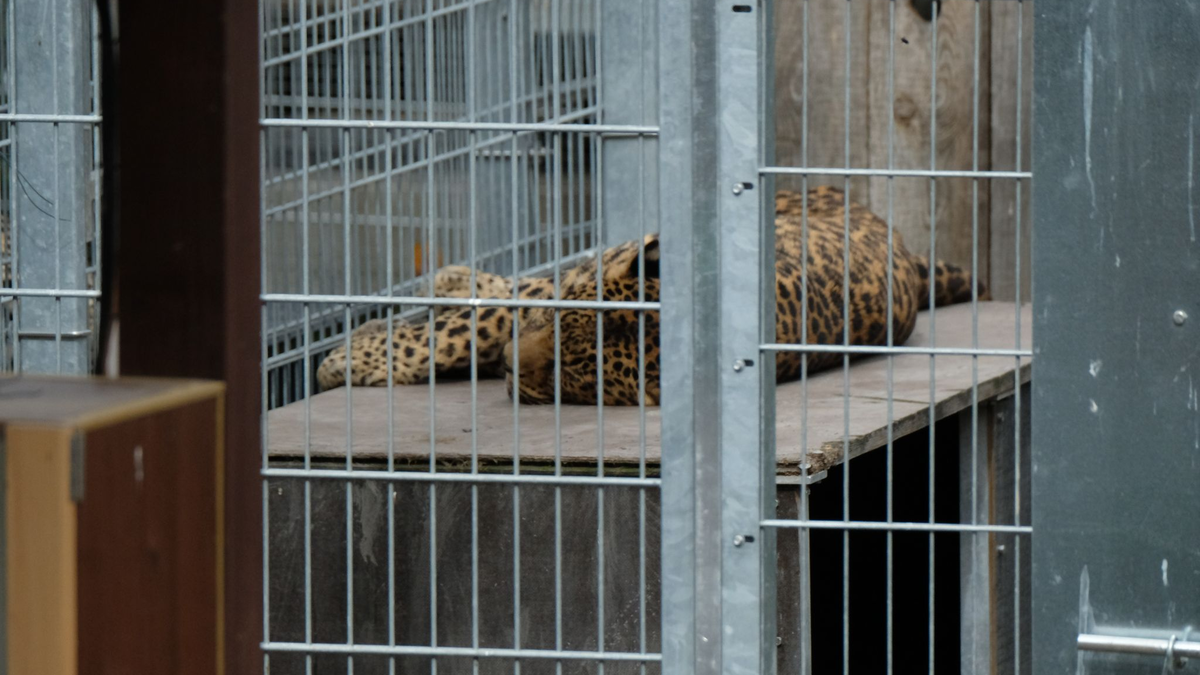 Leopard in einem Gehege: In der Slowakei werden Raubkatzen auch in kleinen Privatzoos gehalten. (Symbolbild) - Foto: Sebastian Willnow/dpa-Zentralbild/dpa