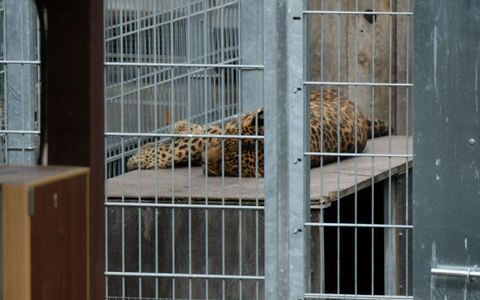 Leopard in einem Gehege: In der Slowakei werden Raubkatzen auch in kleinen Privatzoos gehalten. (Symbolbild) - Foto: Sebastian Willnow/dpa-Zentralbild/dpa