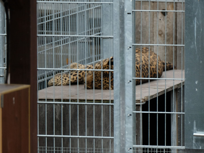 Leopard in einem Gehege: In der Slowakei werden Raubkatzen auch in kleinen Privatzoos gehalten. (Symbolbild) - Foto: Sebastian Willnow/dpa-Zentralbild/dpa