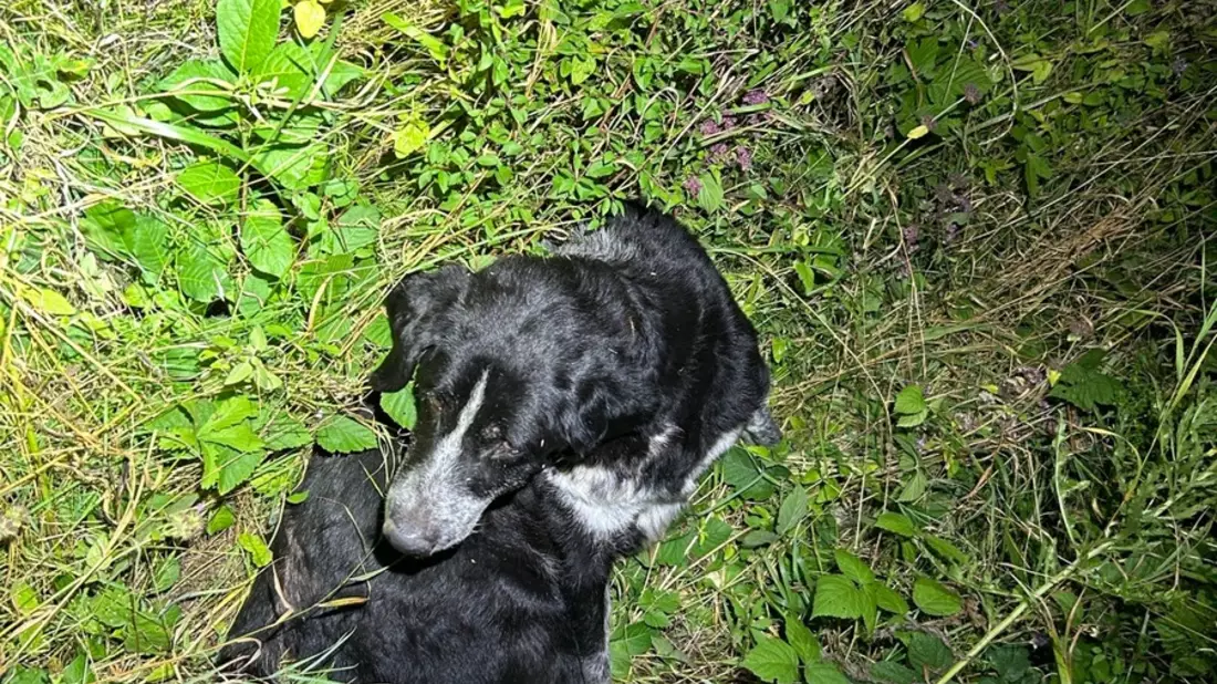 POL-PDWIL: Angefahrener Hund -B50- Höhe Metterich - Bild: presseportal.de
