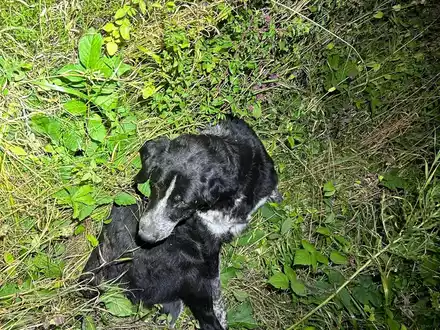 POL-PDWIL: Angefahrener Hund -B50- Höhe Metterich - Foto: presseportal.de