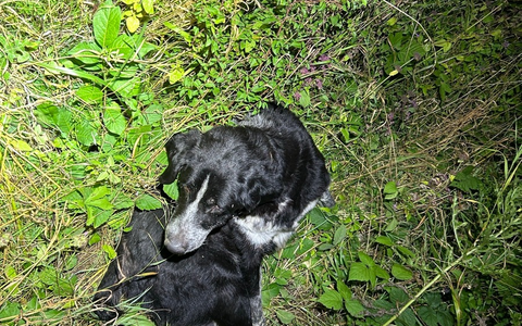 POL-PDWIL: Angefahrener Hund -B50- Höhe Metterich - Foto: presseportal.de