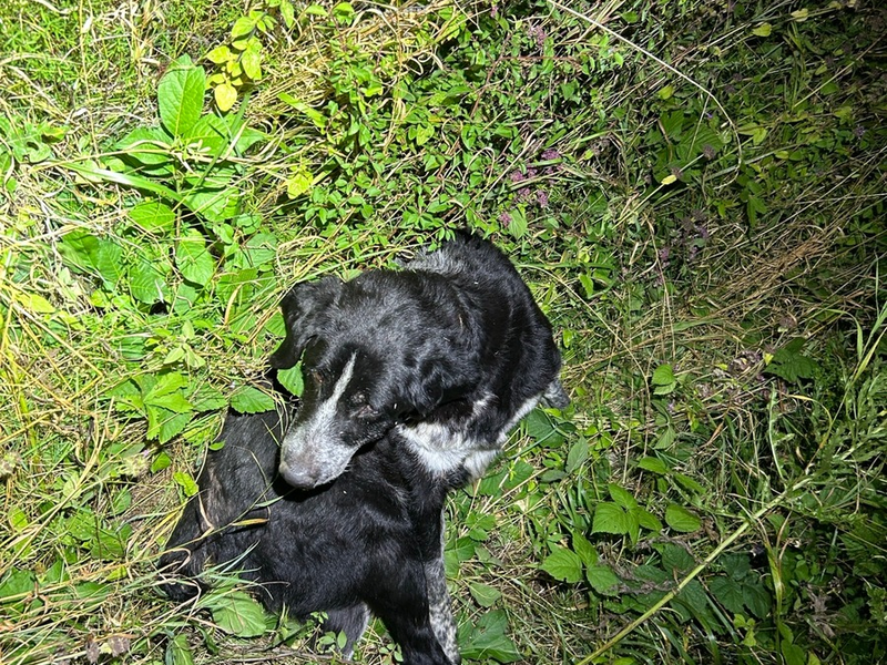 POL-PDWIL: Angefahrener Hund -B50- Höhe Metterich - Foto: presseportal.de