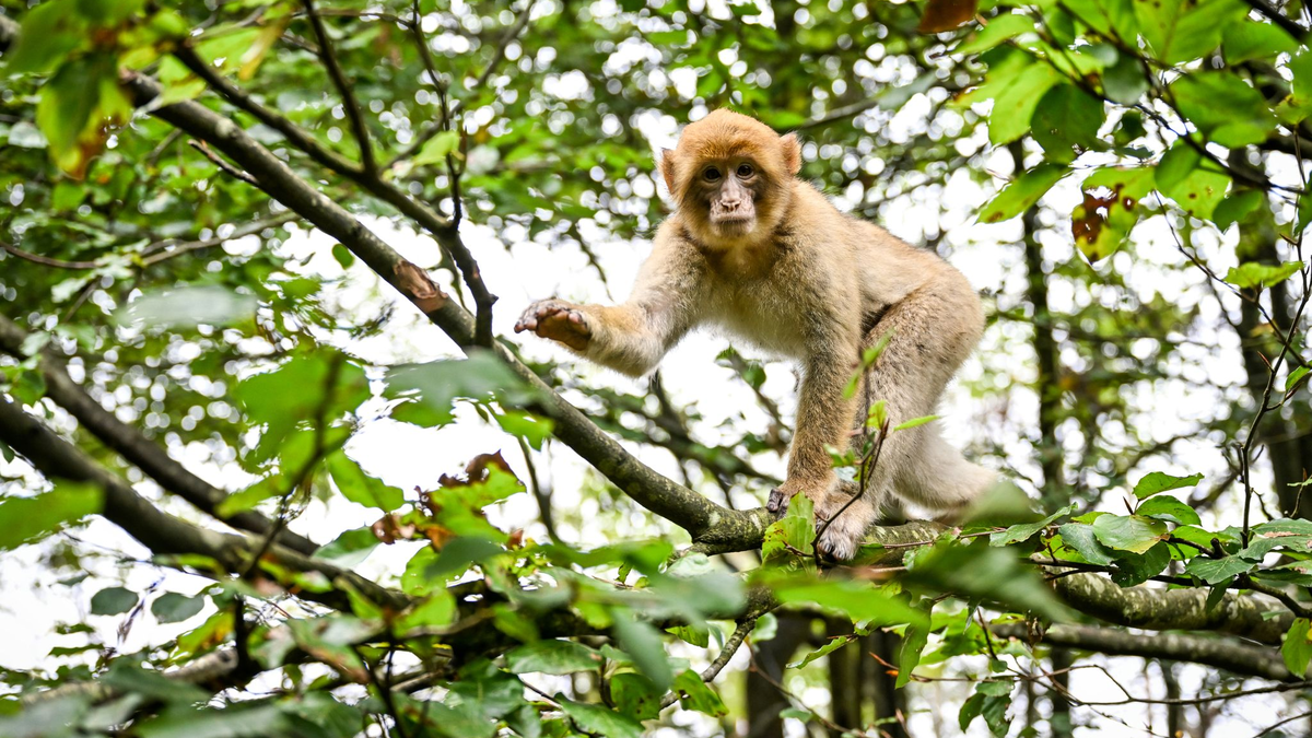 Der Affe hatte den Park in Atem gehalten. (Symbolbild) - Foto: Felix Kästle/dpa
