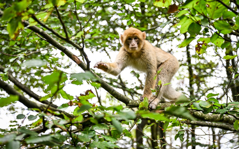 Der Affe hatte den Park in Atem gehalten. (Symbolbild) - Foto: Felix Kästle/dpa