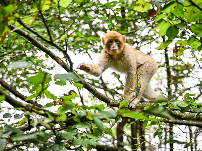Der Affe hatte den Park in Atem gehalten. (Symbolbild) - Foto: Felix Kästle/dpa