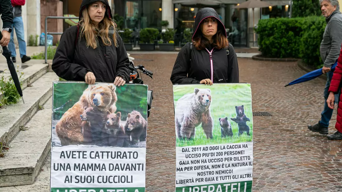 In Italien haben Umweltschützer für die Befreiung von der Bärin JJ4 demonstriert. (Archivbild) - Bild: Enrico Pretto/LaPresse via ZUMA Press/dpa