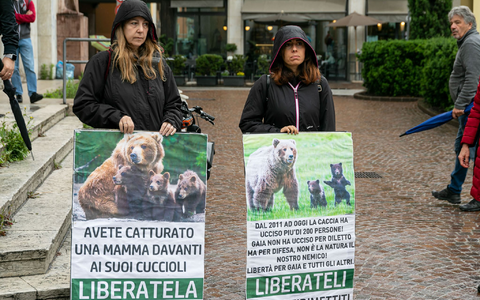 In Italien haben Umweltschützer für die Befreiung von der Bärin JJ4 demonstriert. (Archivbild) - Foto: Enrico Pretto/LaPresse via ZUMA Press/dpa