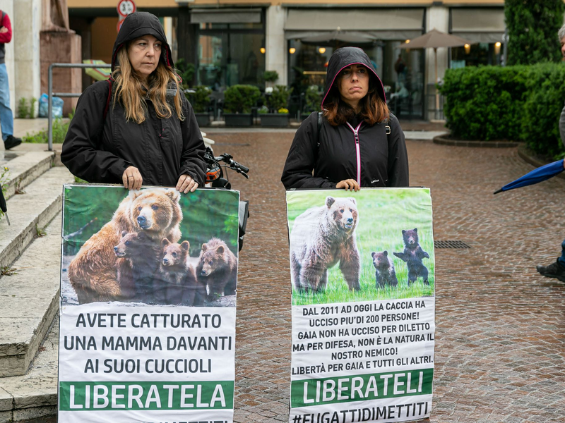 In Italien haben Umweltschützer für die Befreiung von der Bärin JJ4 demonstriert. (Archivbild) - Foto: Enrico Pretto/LaPresse via ZUMA Press/dpa