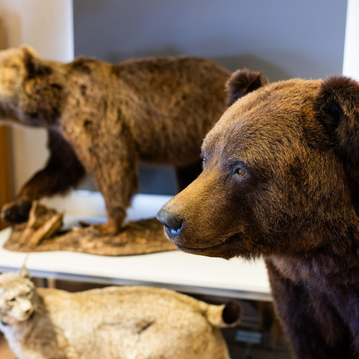 So sah der Quarantäne- und Versorgungsbereich des Alternativen Wolf- und Bärenparks Schwarzwald während der Bauarbeiten aus. (Archivbild) - Foto: Philipp von Ditfurth/dpa