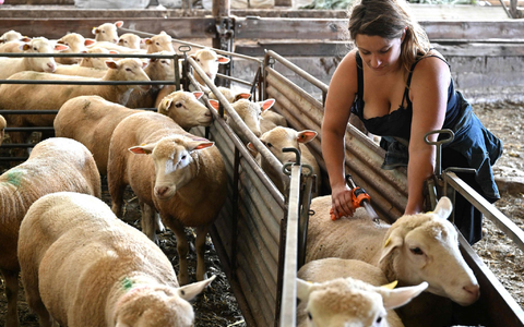 Die Blauzungenkrankheit wird von einem Virus veruracht, kurz BTV genannt. (Archivbild) - Foto: Francois Nascimbeni/AFP/dpa