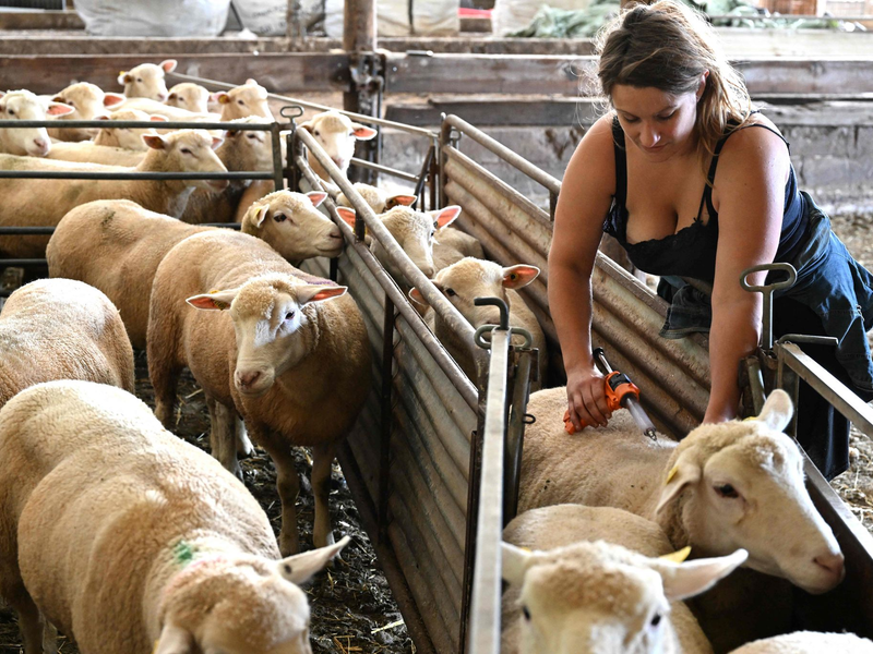 Die Blauzungenkrankheit wird von einem Virus veruracht, kurz BTV genannt. (Archivbild) - Foto: Francois Nascimbeni/AFP/dpa