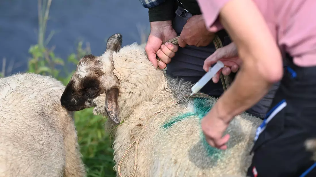 Die BTV-3-Viren werden durch blutsaugende Mücken aus der Gruppe Culicoides übertragen, sehr kleinen Mücken, die zu den Gnitzen gehören. (Archivbild) - Bild: Lars Penning/dpa