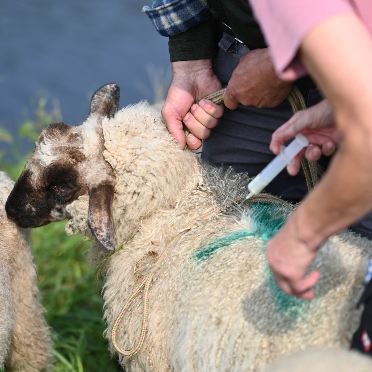 Die BTV-3-Viren werden durch blutsaugende Mücken aus der Gruppe Culicoides übertragen, sehr kleinen Mücken, die zu den Gnitzen gehören. (Archivbild) - Foto: Lars Penning/dpa