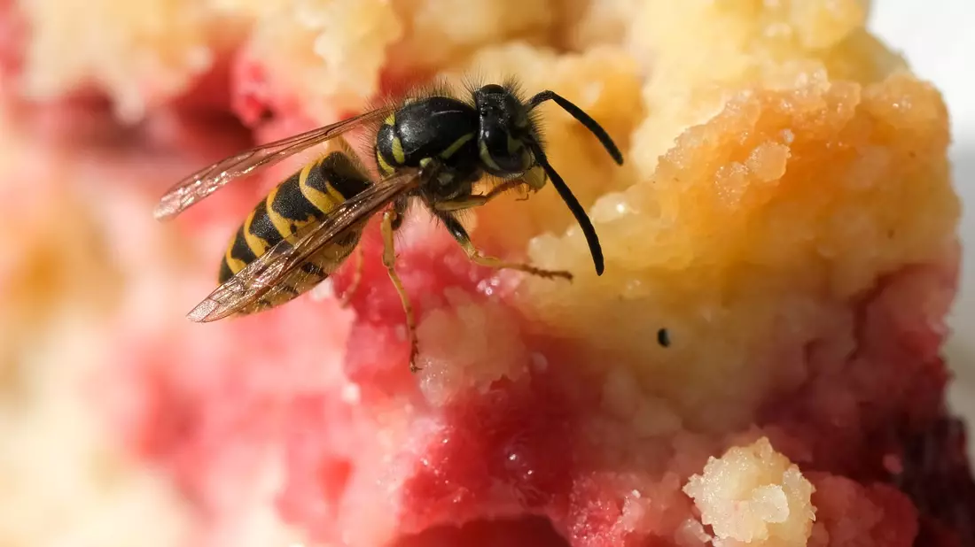 Im Spätsommer sind die Wespen besonders lästig, weil sie auf Suche nach süßer Nahrung sind. - Bild: Jens Kalaene/dpa-Zentralbild/dpa