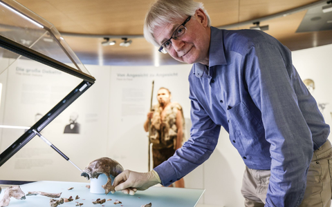 So könnte er ausgesehen haben: Die Rekonstruktion im LVR-Landesmuseum Bonn zeigt den 1856 entdeckten Neandertaler. - Foto: Oliver Berg/dpa