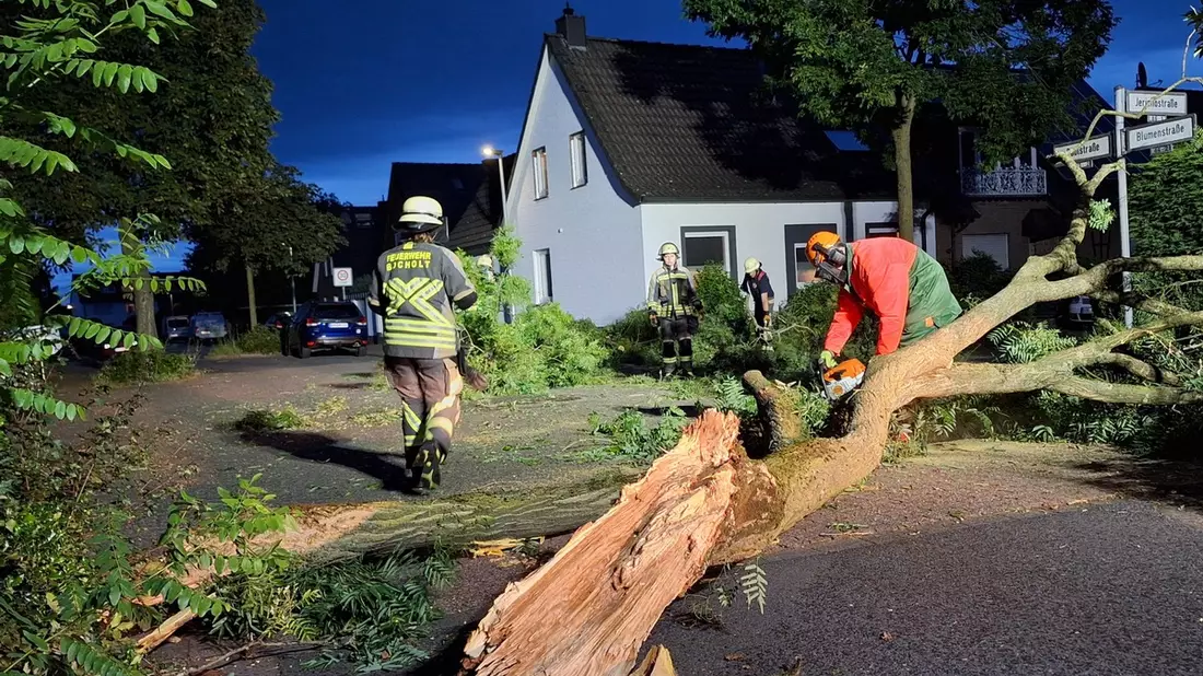 FW Bocholt: Baum auf Straße gestürzt - Bild: presseportal.de
