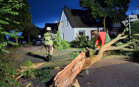 FW Bocholt: Baum auf Straße gestürzt - Foto: presseportal.de