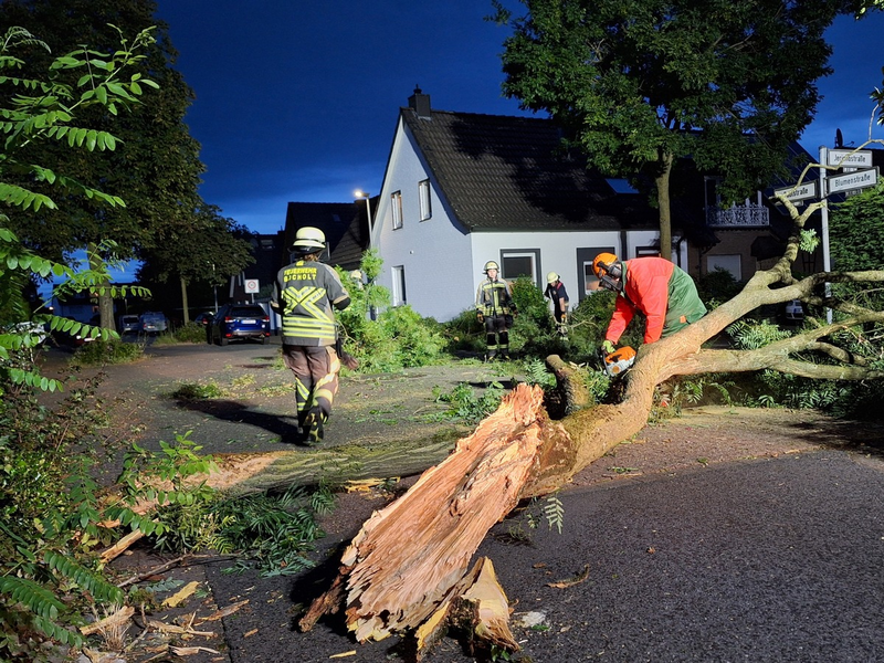 FW Bocholt: Baum auf Straße gestürzt - Foto: presseportal.de