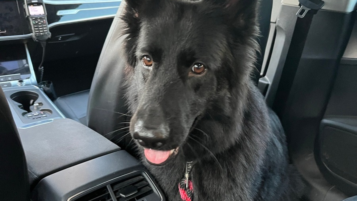 POL-PDLU: Besitzerin eines entlaufenen Schäferhundes über Facebook ermittelt - Foto: presseportal.de