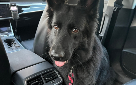 POL-PDLU: Besitzerin eines entlaufenen Schäferhundes über Facebook ermittelt - Foto: presseportal.de POL-PDLU: Besitzerin eines entlaufenen Schäferhundes über Facebook ermittelt - Foto: presseportal.de