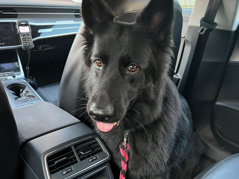 POL-PDLU: Besitzerin eines entlaufenen SchĂ€ferhundes ĂŒber Facebook ermittelt - Foto: presseportal.de