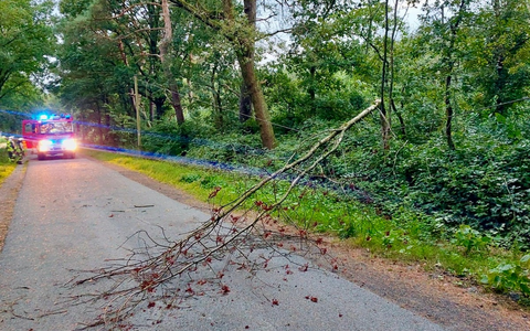 FW Hünxe: Baum auf Telefonleitung - Foto: presseportal.de