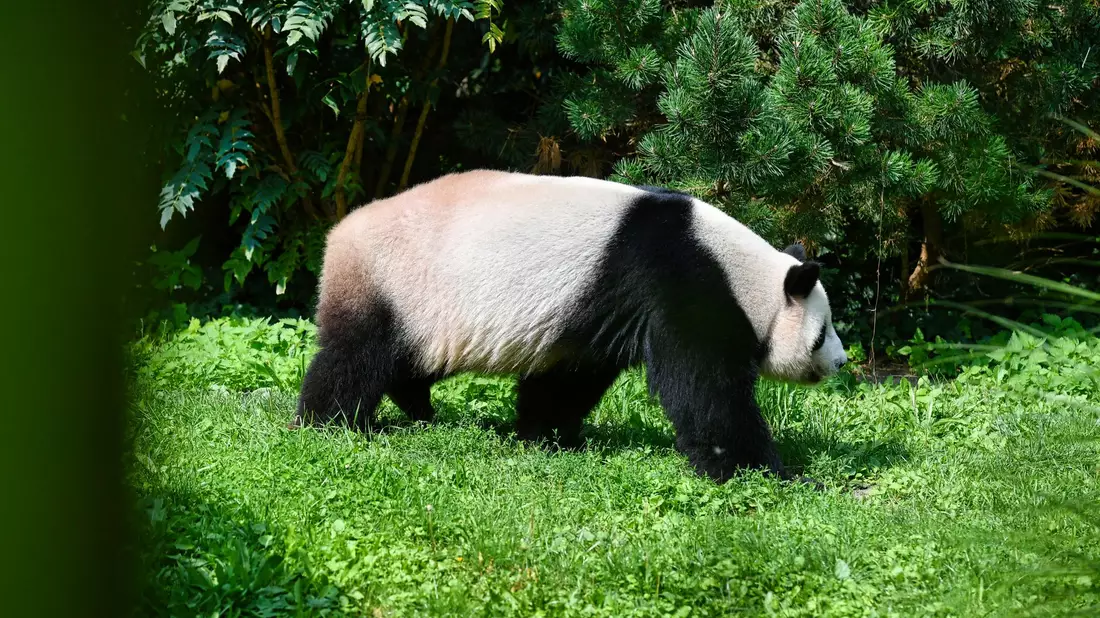 Panda-Vater Jiao Qing streift durch sein Gehege im Berliner Zoo - Bild: Paul Zinken/dpa