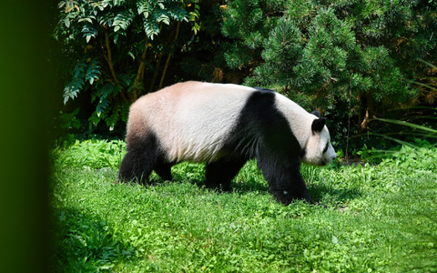 Panda-Vater Jiao Qing streift durch sein Gehege im Berliner Zoo - Foto: Paul Zinken/dpa