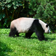 Panda-Vater Jiao Qing streift durch sein Gehege im Berliner Zoo - Foto: Paul Zinken/dpa