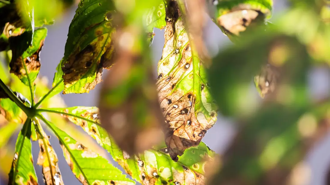 Noch ist der Herbst fern - und doch werfen viele Kastanien schon braune Blätter ab. Schuld ist eine kleine Larve. - Bild: Christoph Soeder/dpa